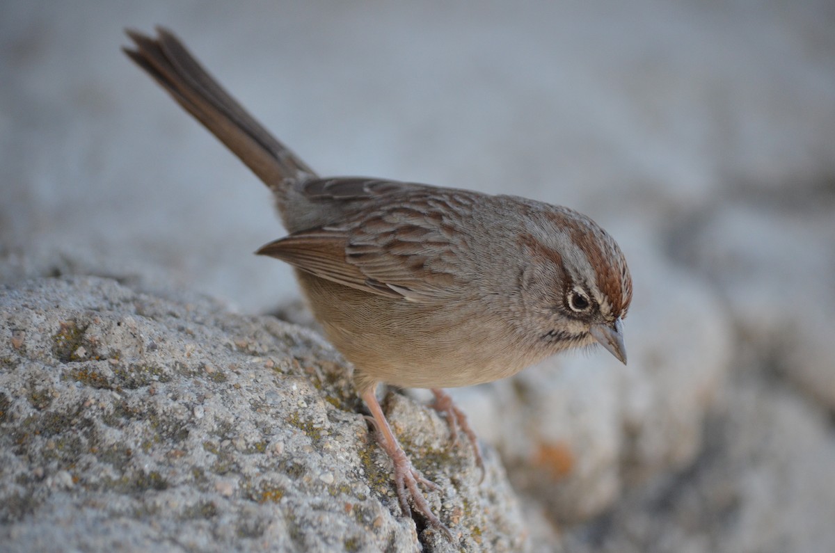 Rufous-crowned Sparrow - ML616136649