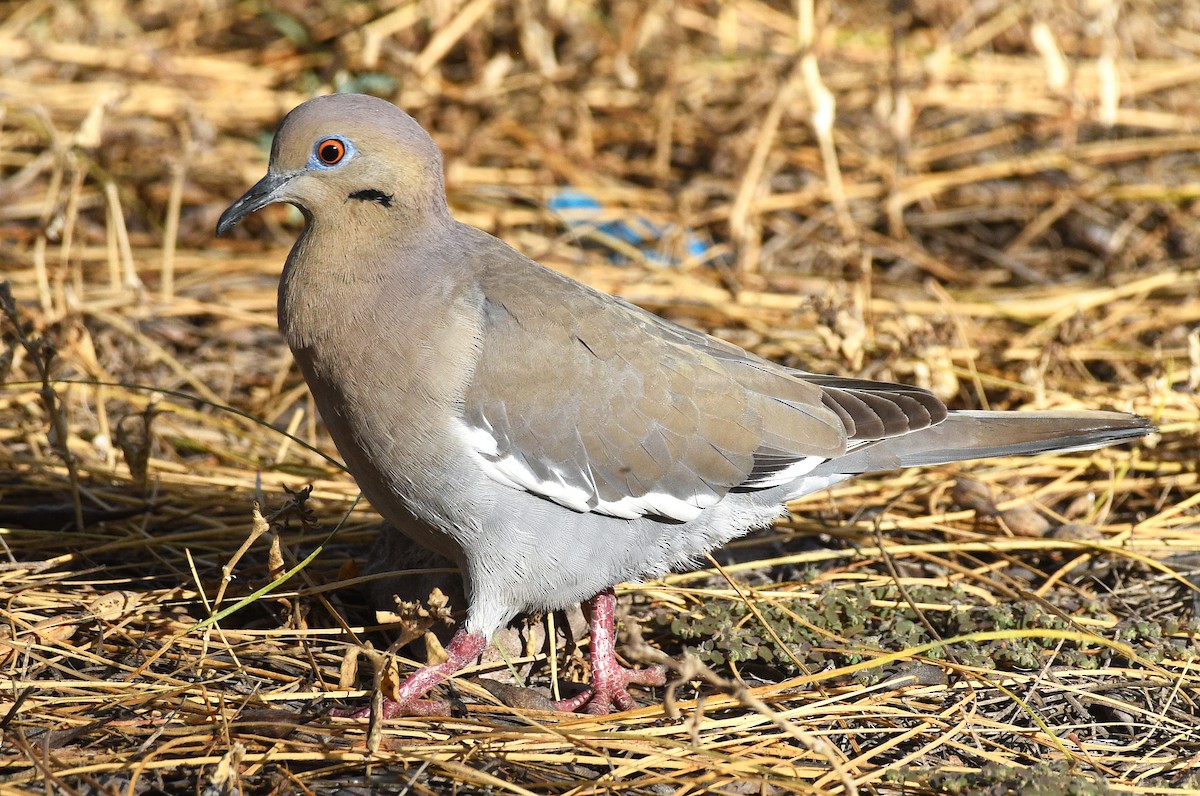 White-winged Dove - ML616136671