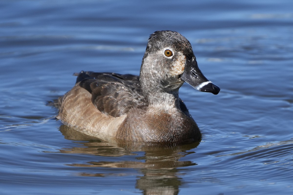 Ring-necked Duck - ML616136719