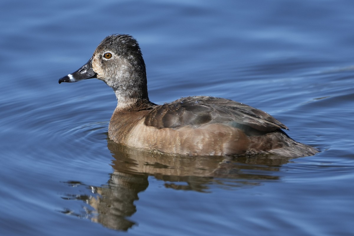 Ring-necked Duck - ML616136720