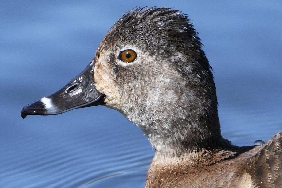 Ring-necked Duck - ML616136721