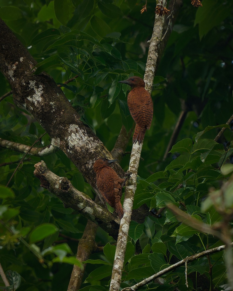 Rufous Woodpecker - kasun Gonagala