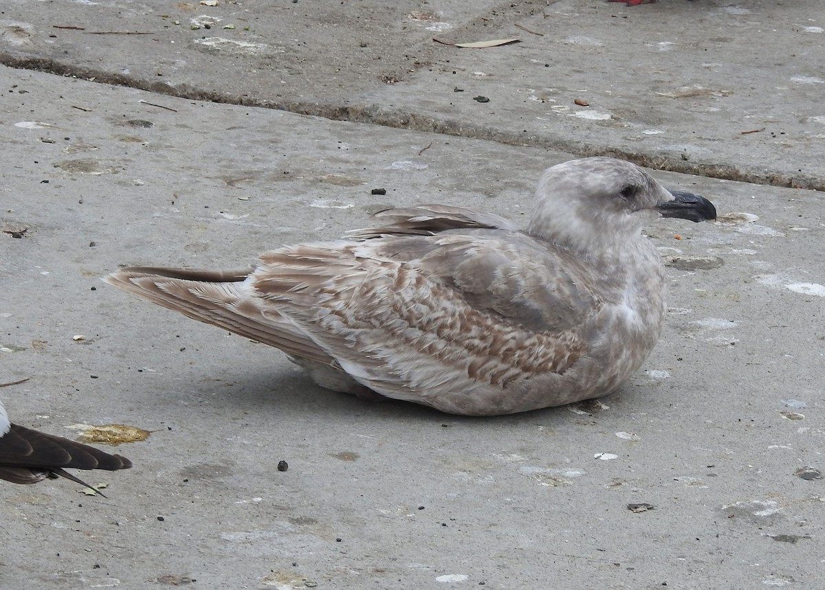 Western x Glaucous-winged Gull (hybrid) - Andrew Birch