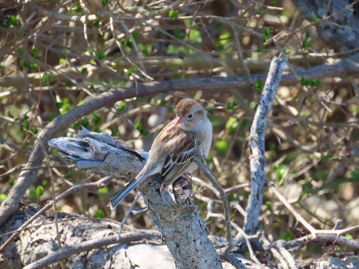 Field Sparrow - ML616137074