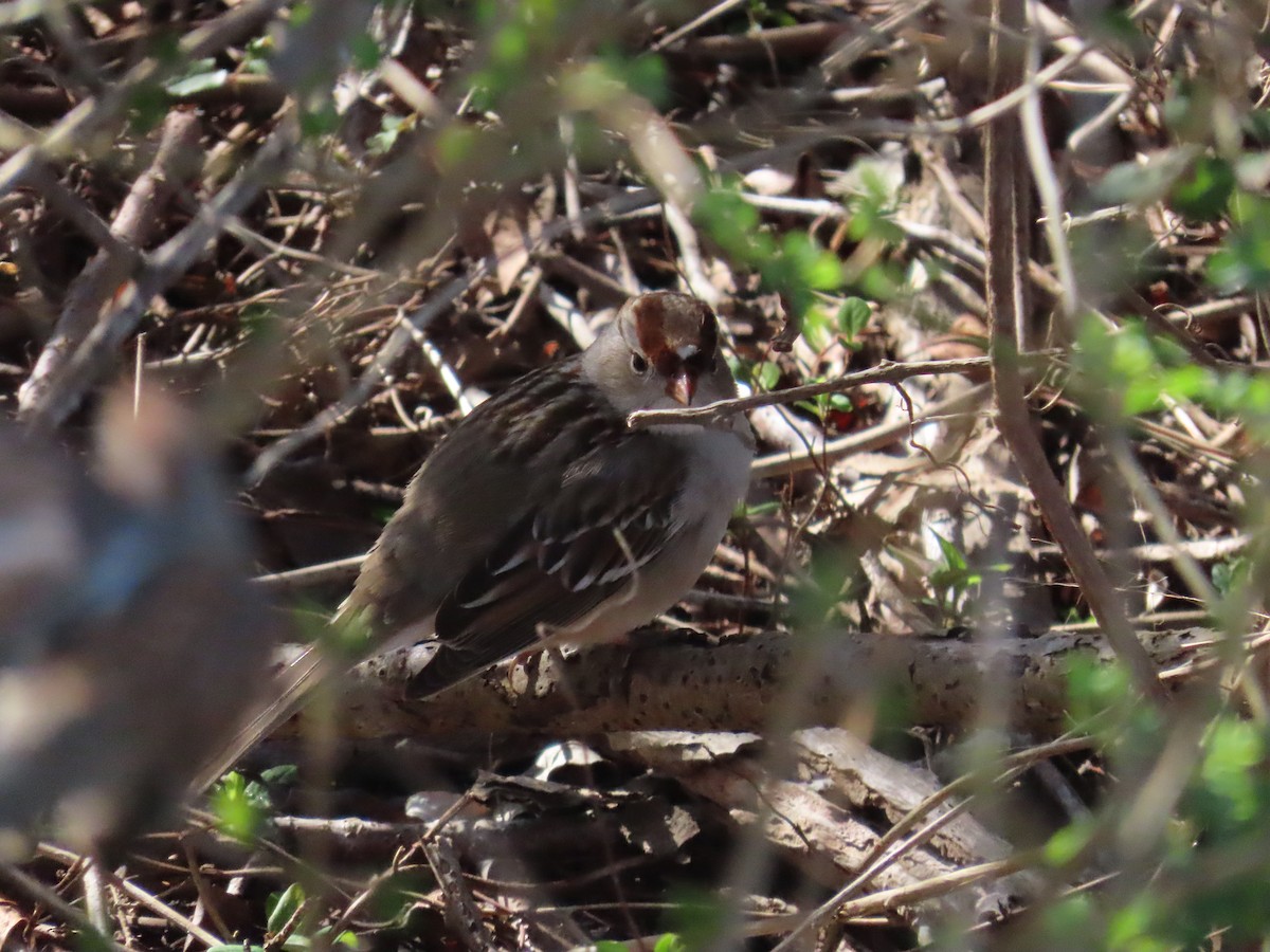White-crowned Sparrow - ML616137078