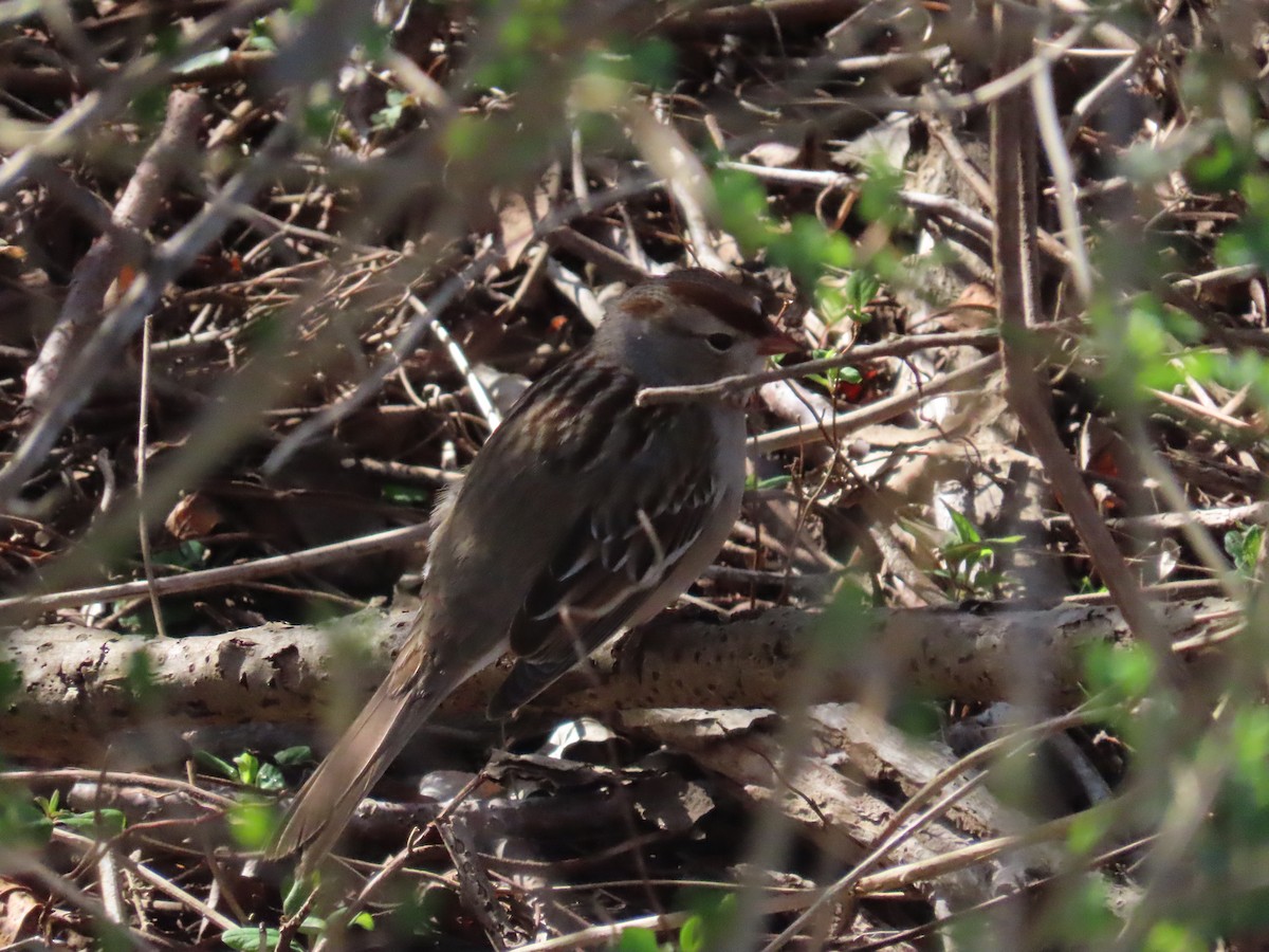 White-crowned Sparrow - ML616137080