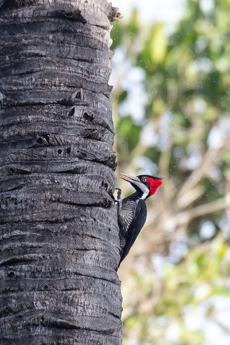 Crimson-crested Woodpecker - ML616137116