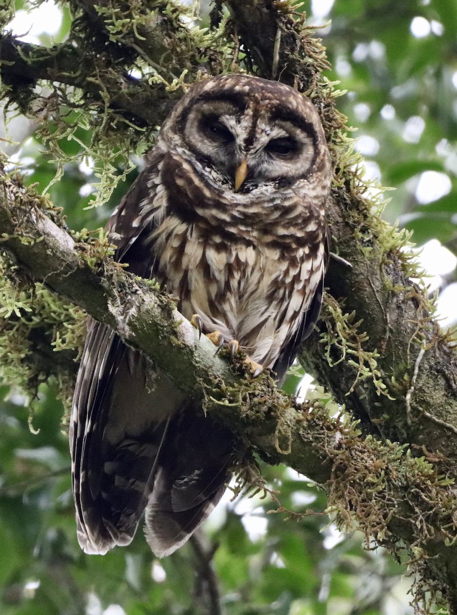 Fulvous Owl - ML616137133