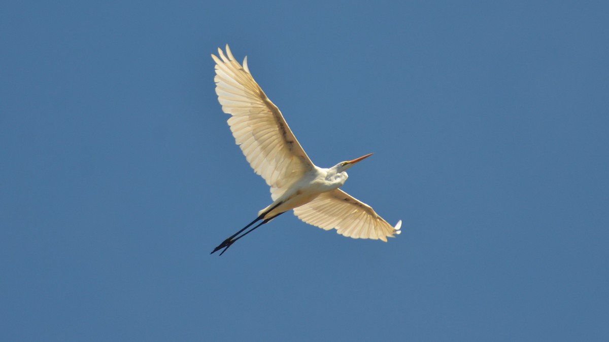 Great Egret - Dirk Tomsa