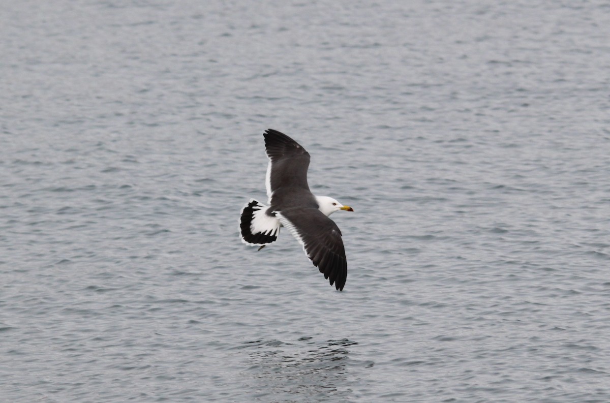 Black-tailed Gull - ML616137255