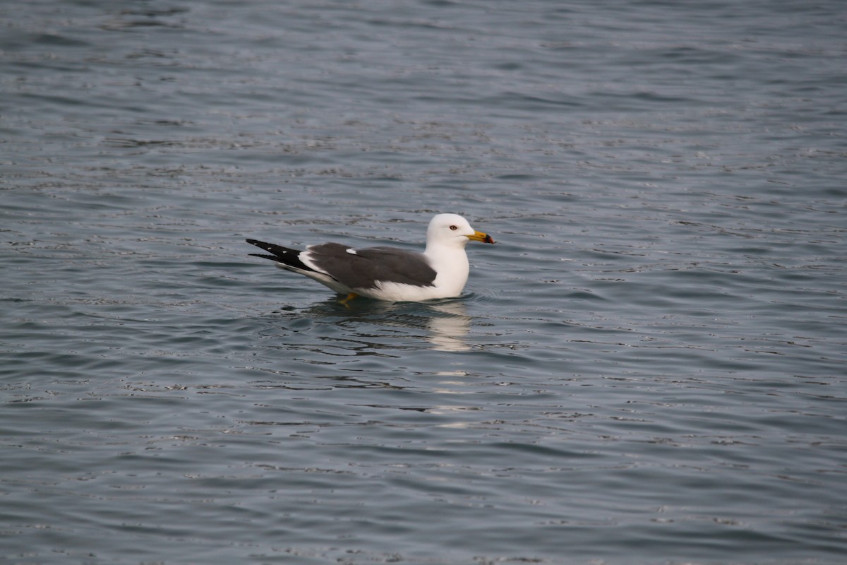 Black-tailed Gull - Brett Hartl