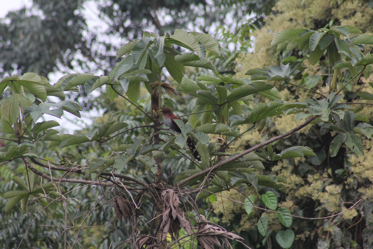 Squirrel Cuckoo (Amazonian) - ML616137312