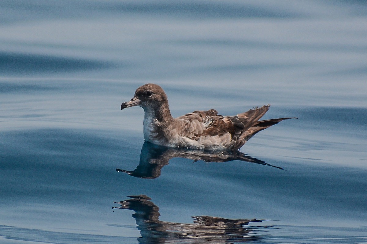 Pink-footed Shearwater - ML616137313