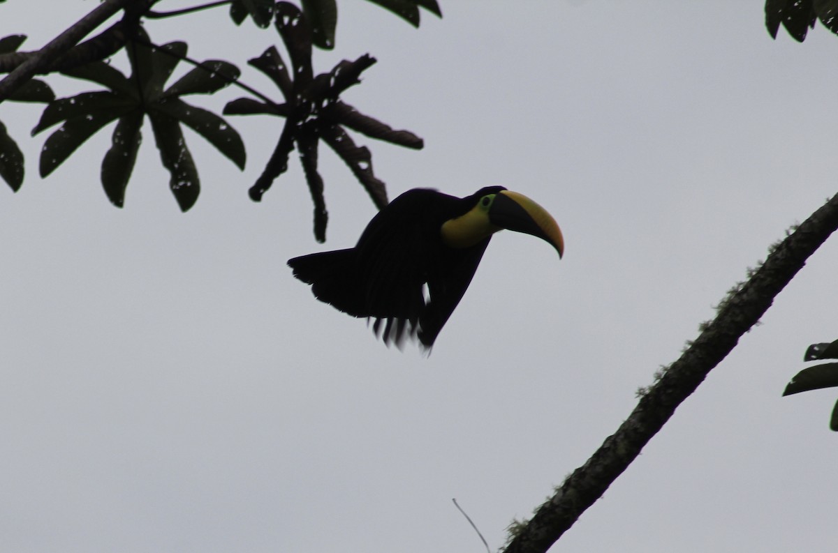 Yellow-throated Toucan (Black-mandibled) - ML616137319