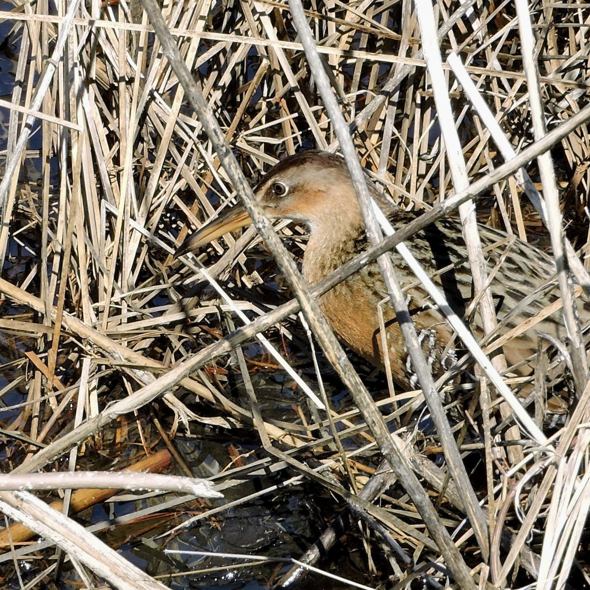 eBird Checklist - 16 Mar 2024 - Blackwater NWR--Wildlife Drive - 18 ...