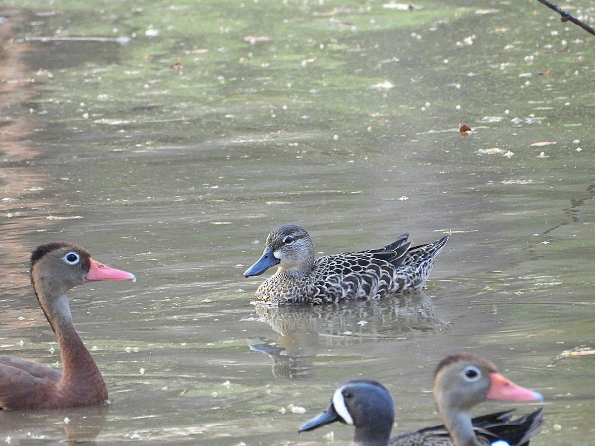 Blue-winged Teal - ML616137567