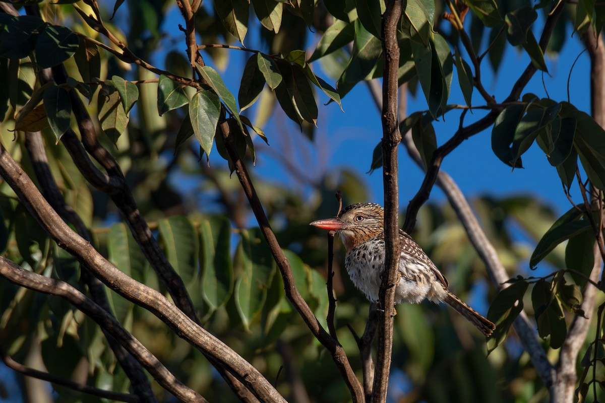 Kaatinga Pufkuşu (maculatus) - ML616137634