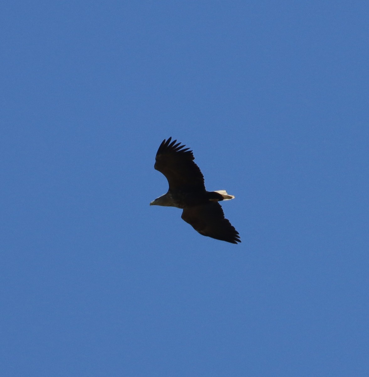 White-tailed Eagle - ML616137635