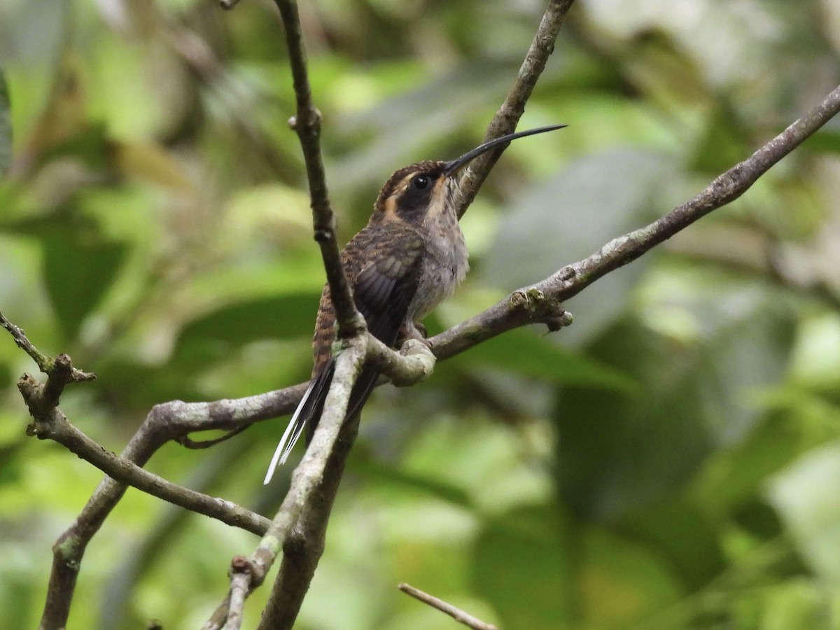 Scale-throated Hermit - ML616137637