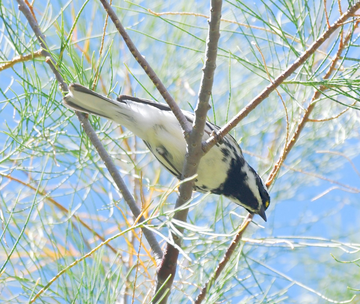 Black-throated Gray Warbler - Kat Byrd