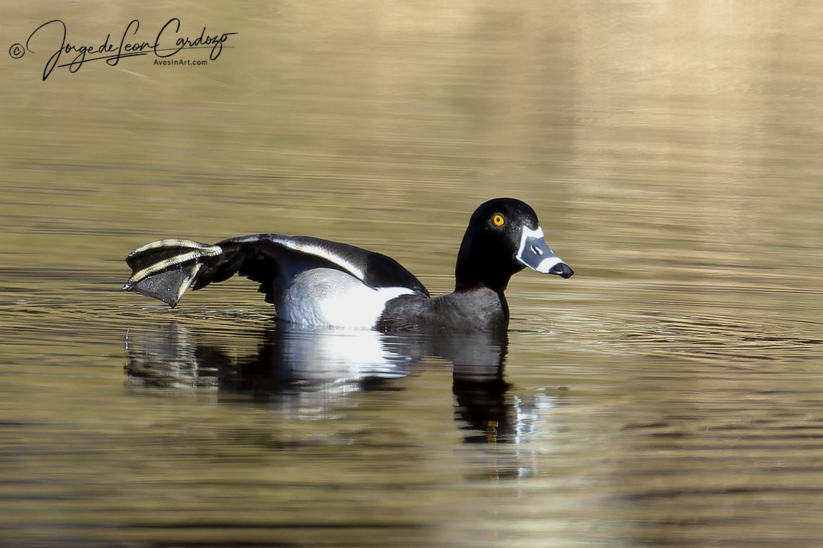 Ring-necked Duck - ML616137697