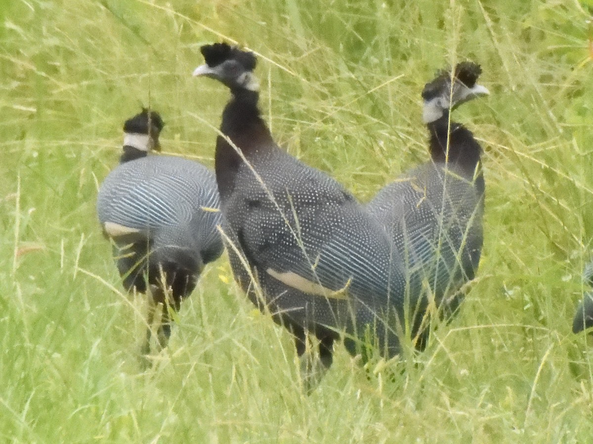 Southern Crested Guineafowl - ML616137737
