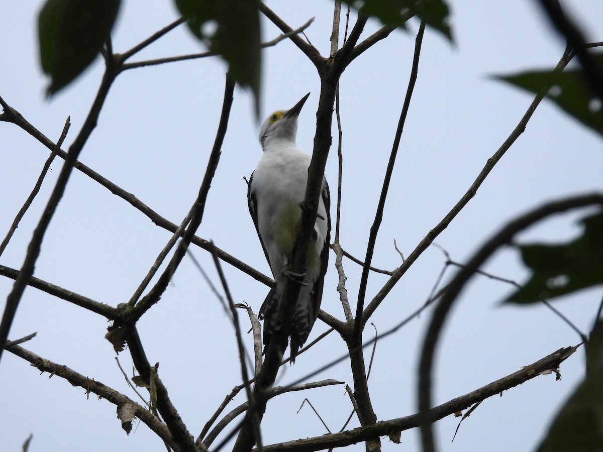 White Woodpecker - ML616137803