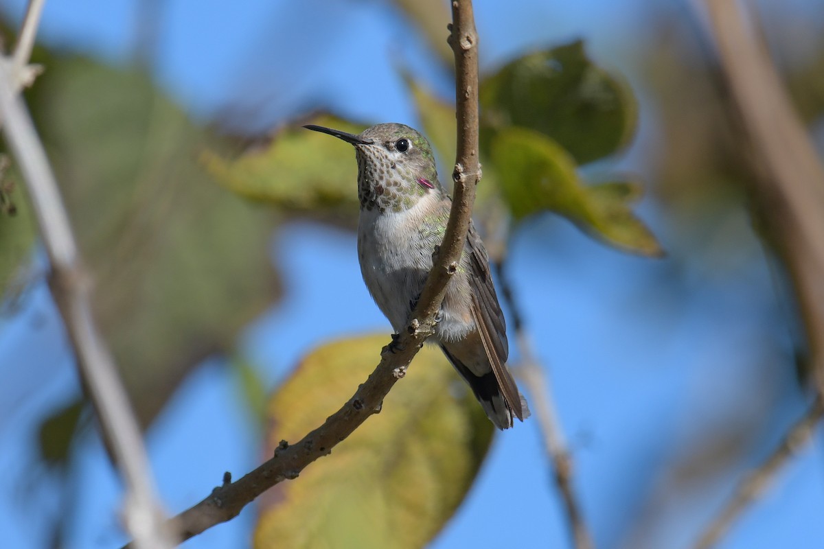 Calliope Hummingbird - ML616137929