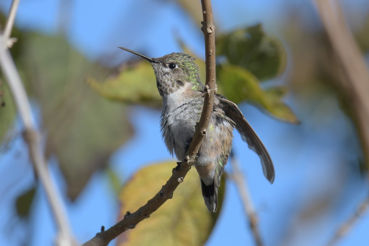 Calliope Hummingbird - ML616137930