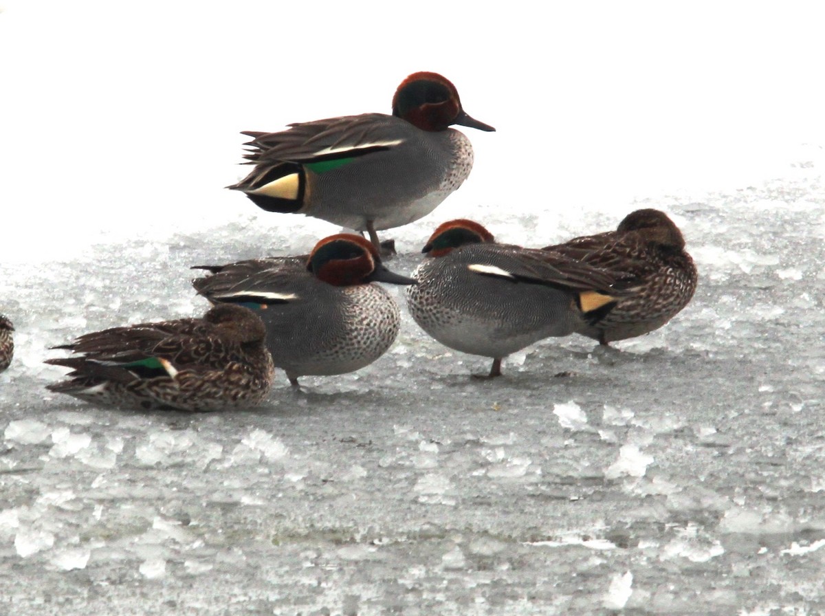 Green-winged Teal - ML616138000
