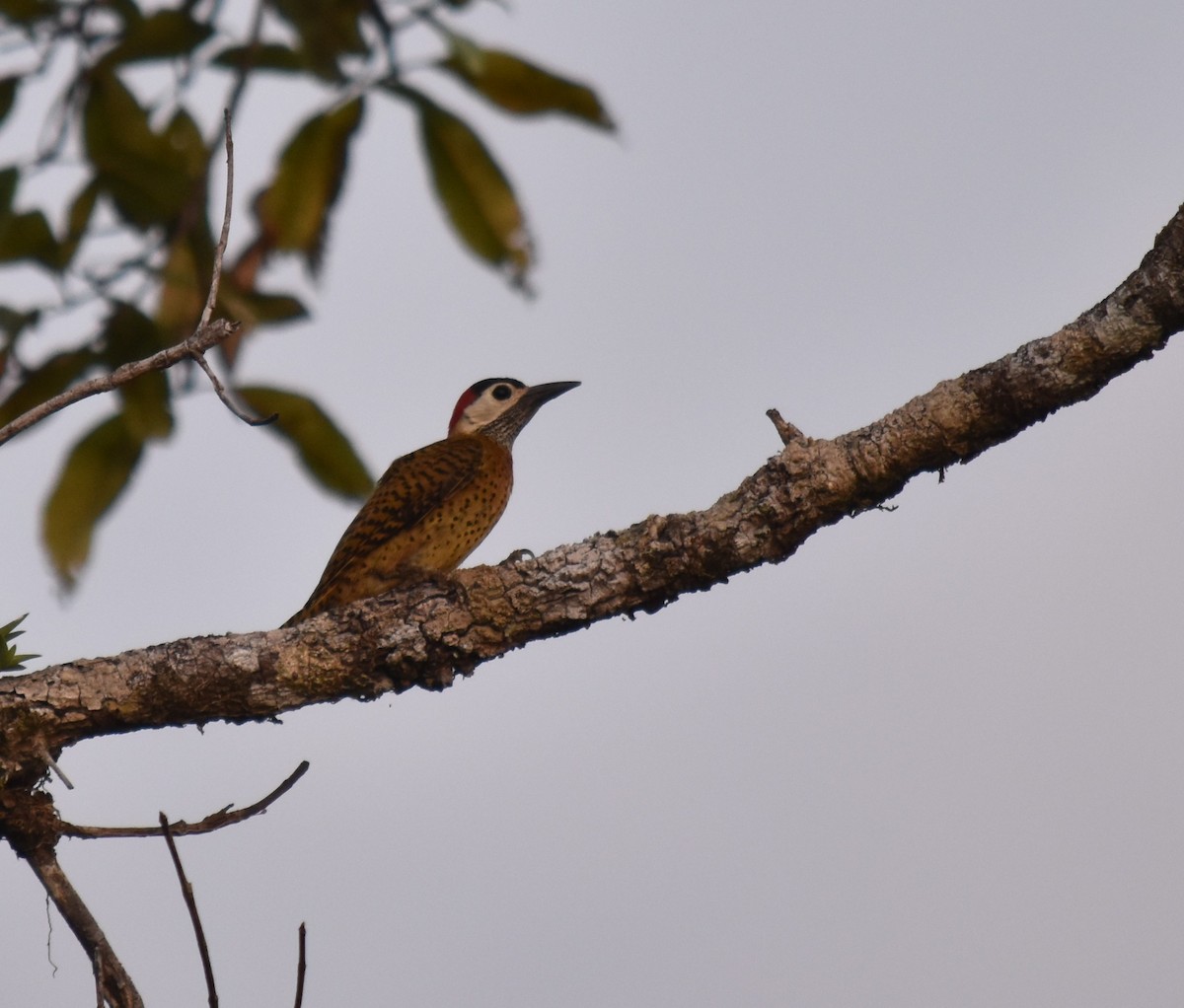 Spot-breasted Woodpecker - ML616138032