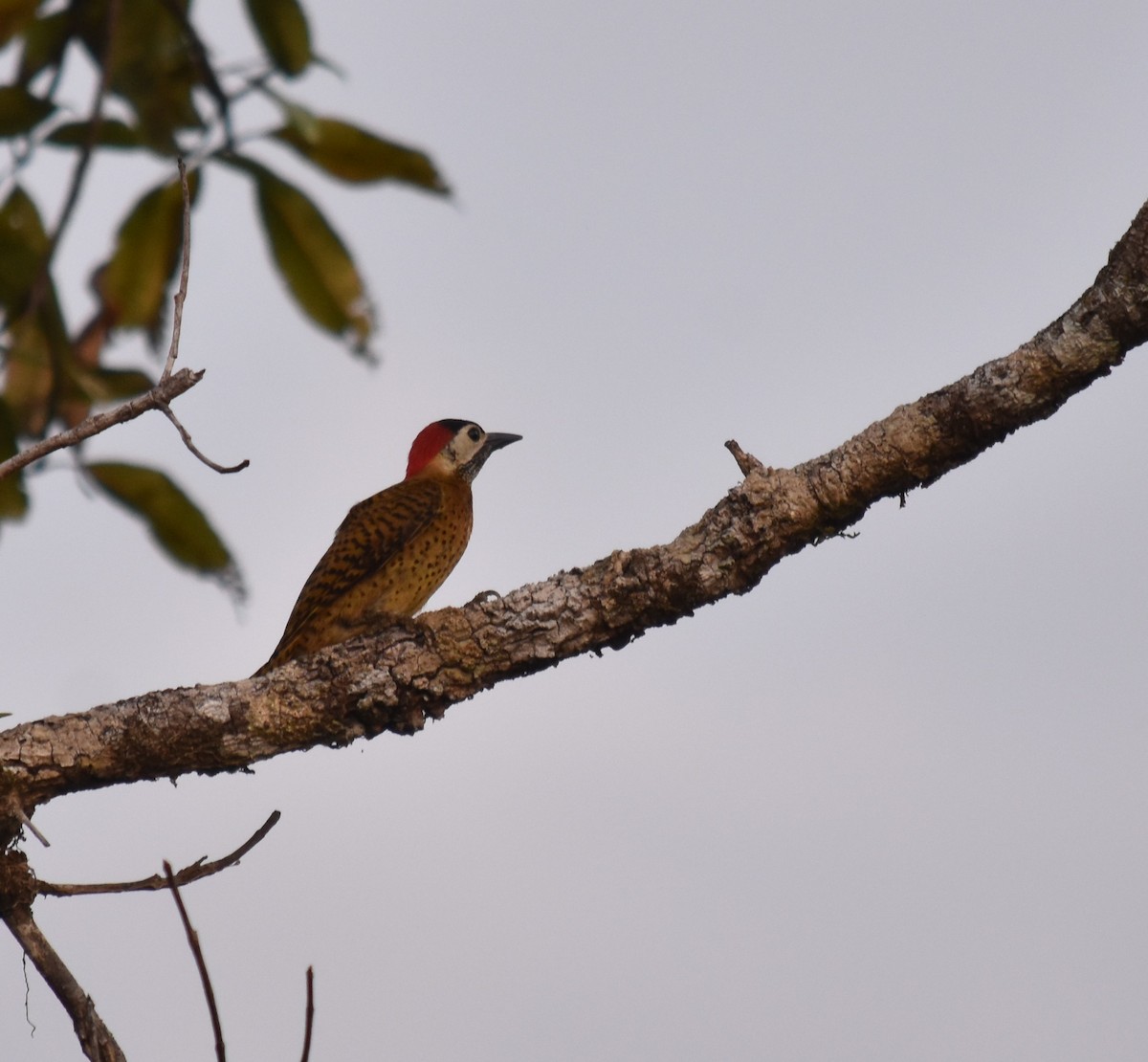 Spot-breasted Woodpecker - ML616138033