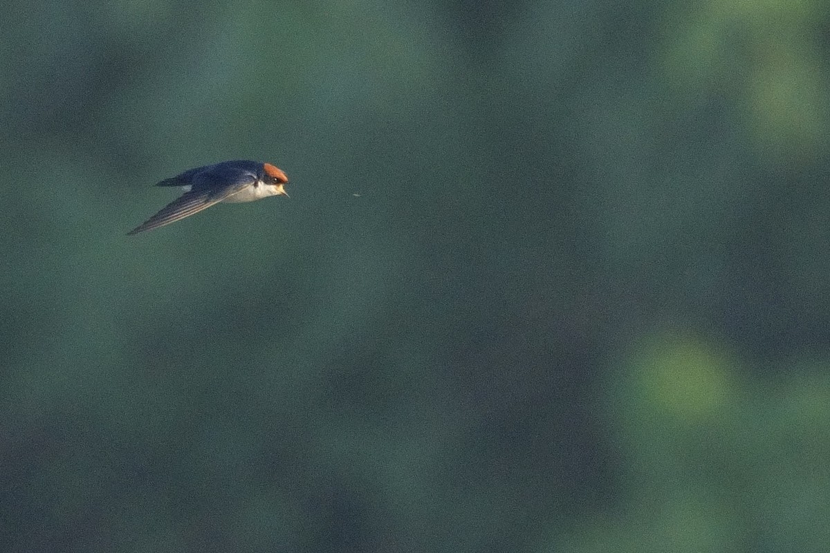Wire-tailed Swallow - ML616138082