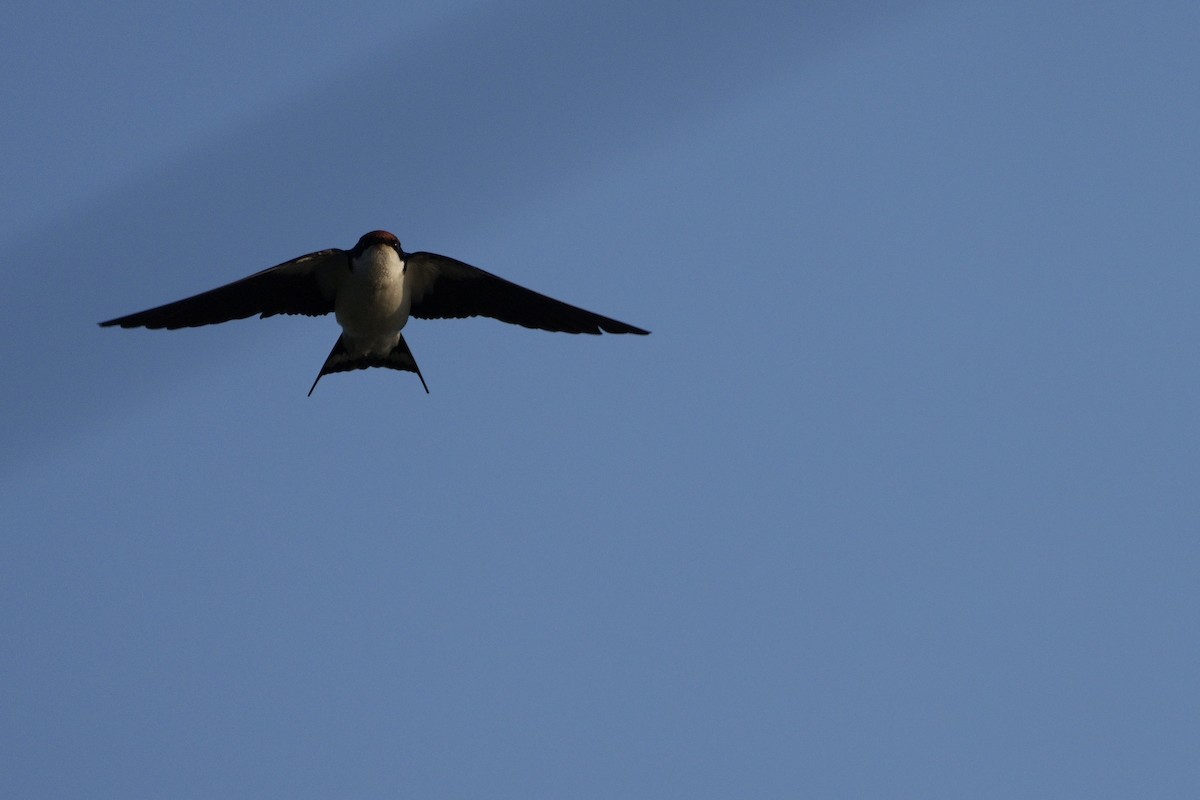 Wire-tailed Swallow - ML616138084