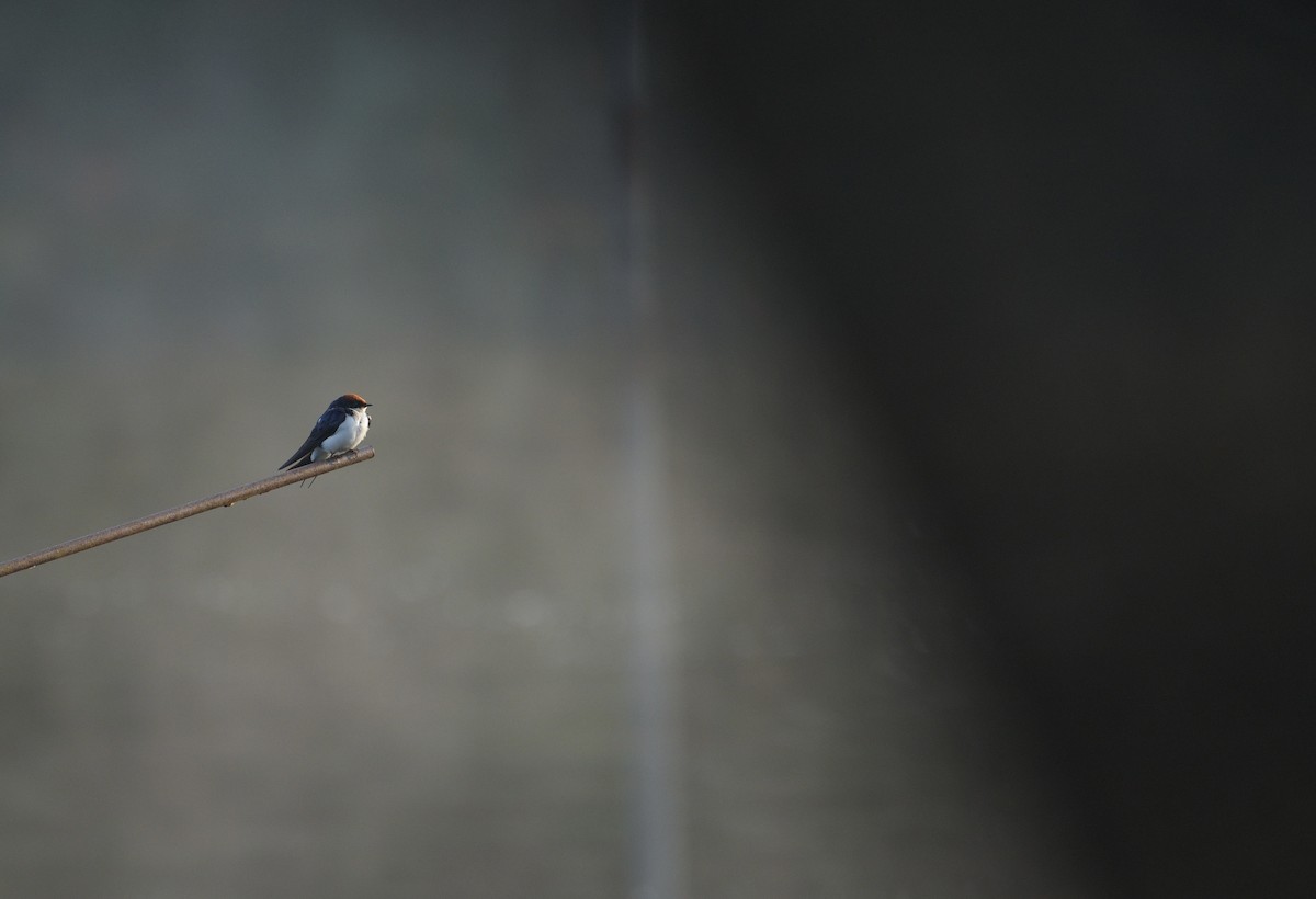 Wire-tailed Swallow - ML616138085