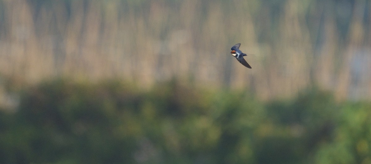Wire-tailed Swallow - ML616138086