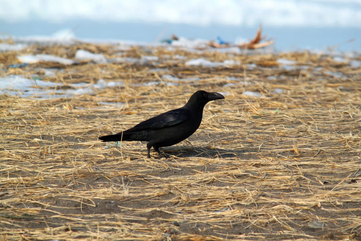 Large-billed Crow - ML616138183