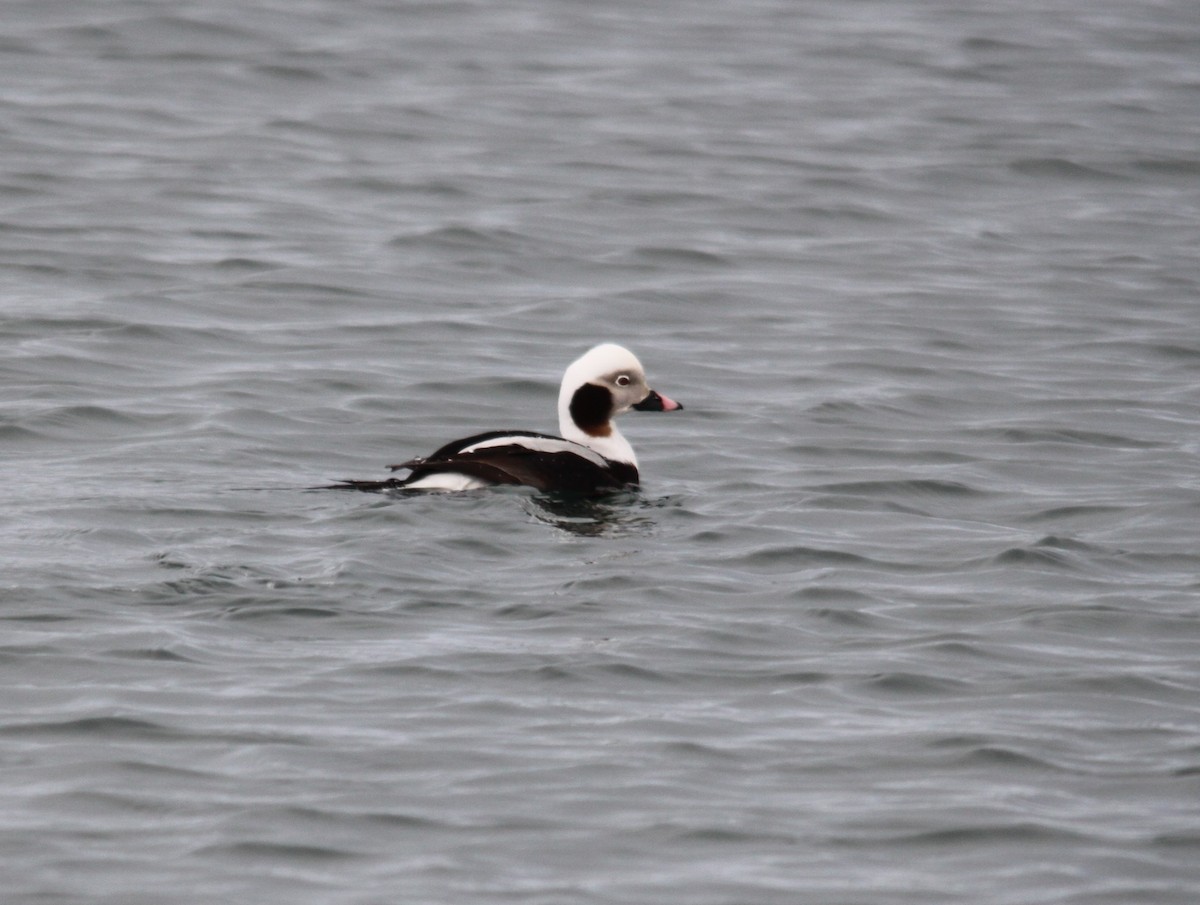 Long-tailed Duck - ML616138198