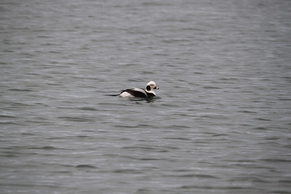 Long-tailed Duck - Brett Hartl