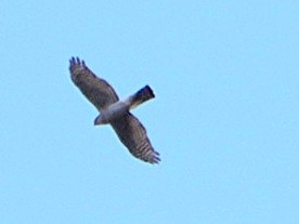 Eurasian Sparrowhawk - ML616138252