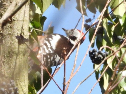 Middle Spotted Woodpecker - ML616138263