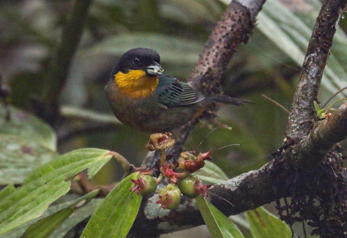 Yellow-throated Tanager - Chuck Gates
