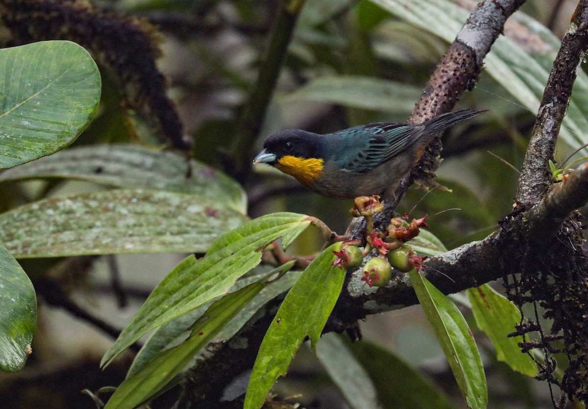 Yellow-throated Tanager - ML616138266