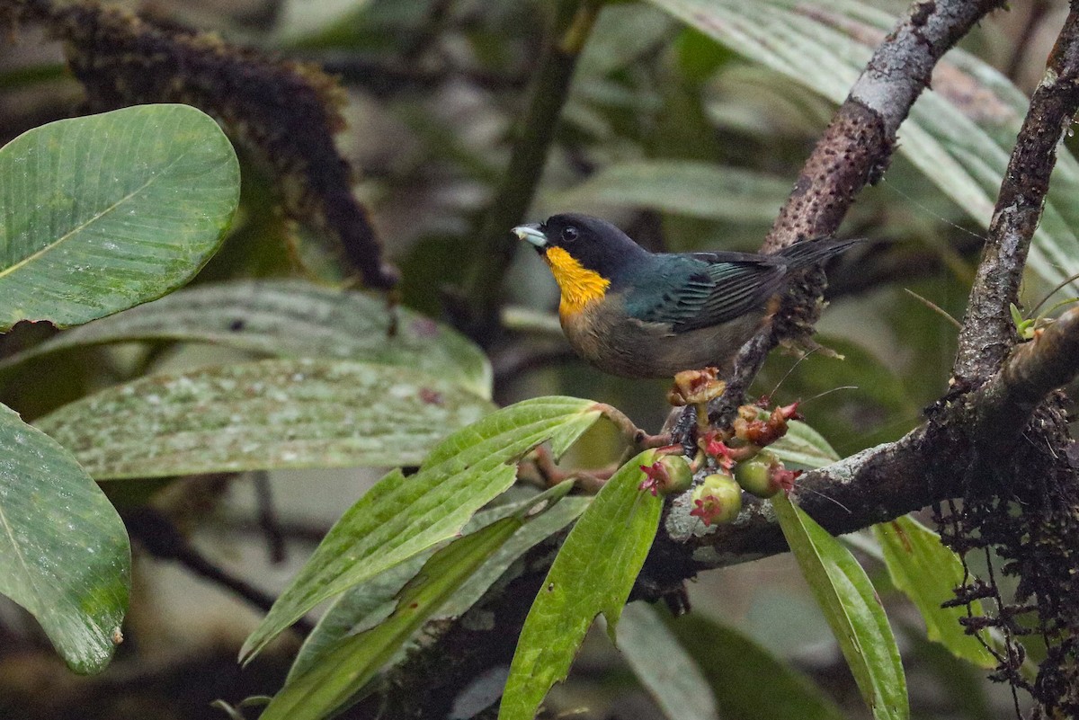 Yellow-throated Tanager - ML616138267