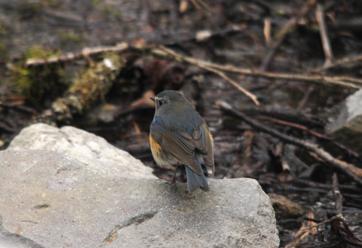 Red-flanked Bluetail - ML616138271