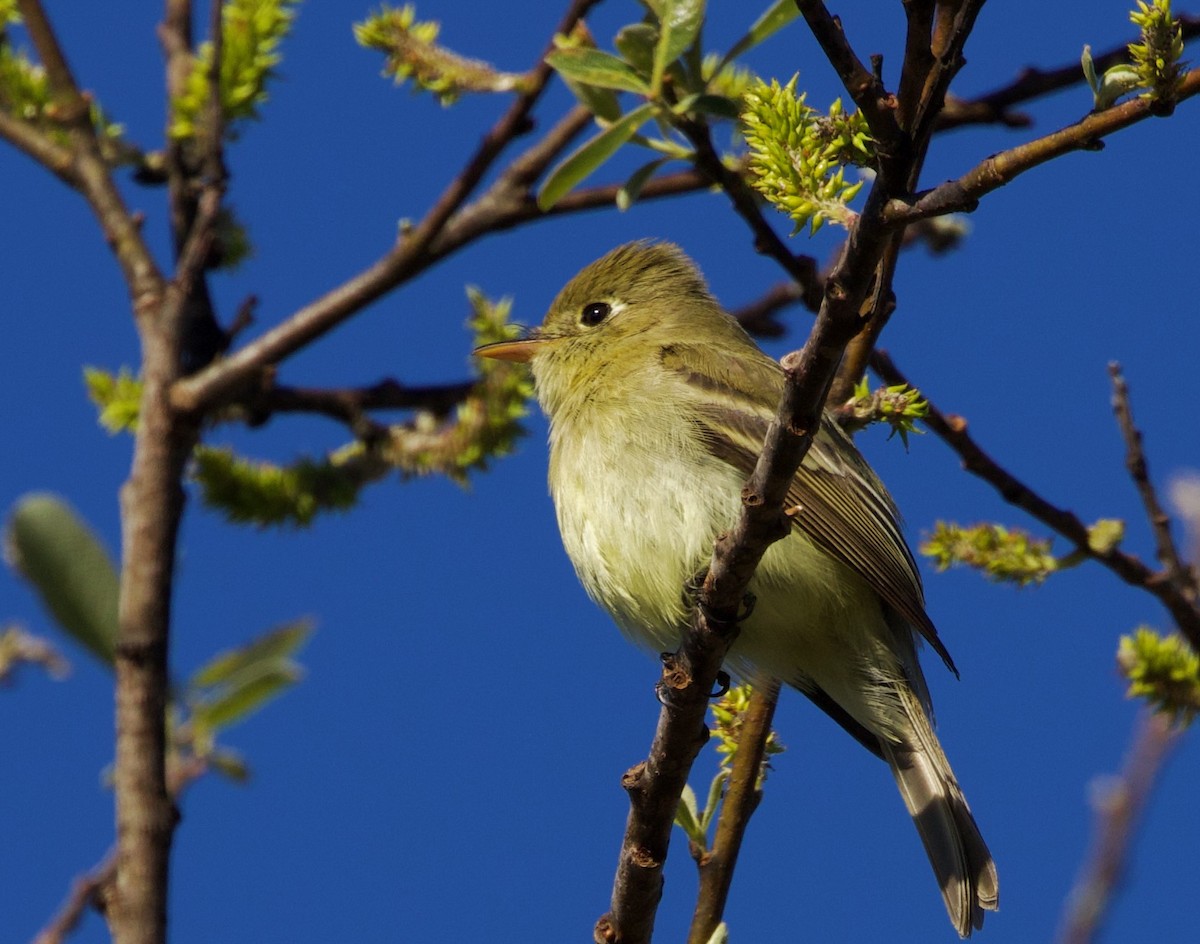 Western Flycatcher - Pair of Wing-Nuts