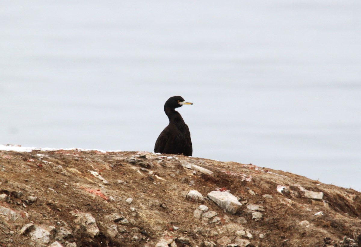 Red-faced Cormorant - ML616138296