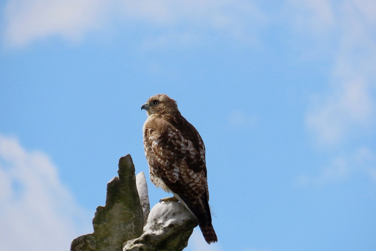 Red-tailed Hawk - ML616138299