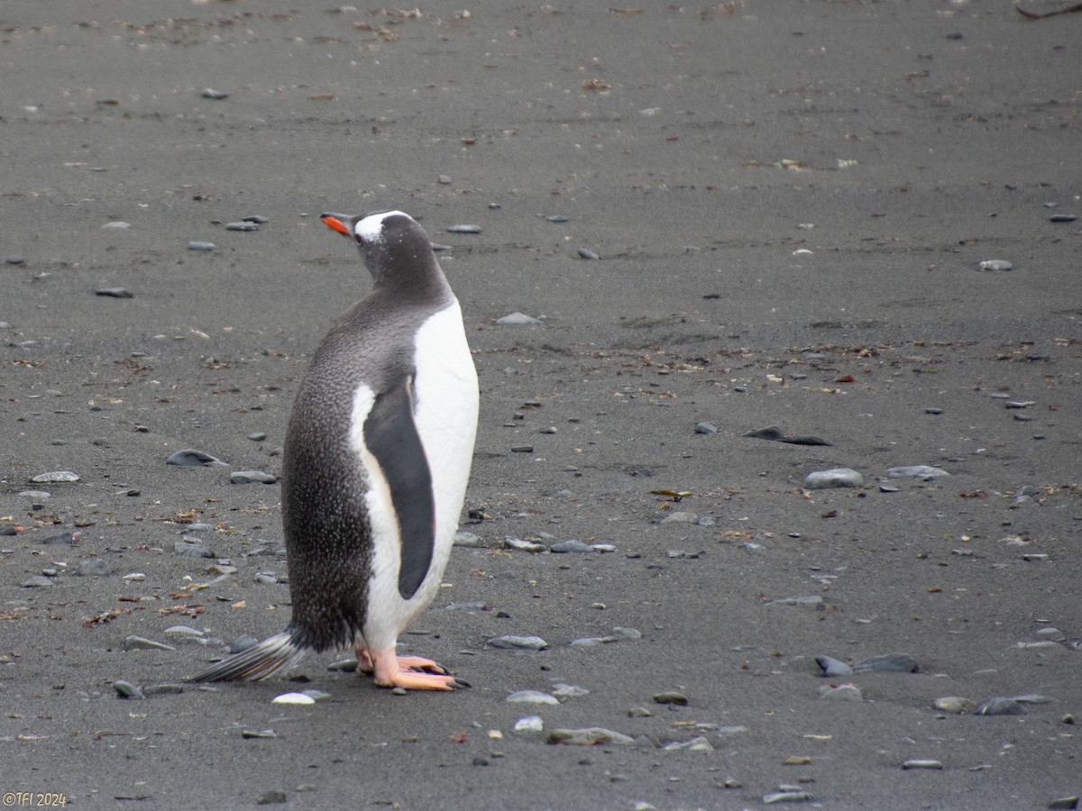 Gentoo Penguin - ML616138478