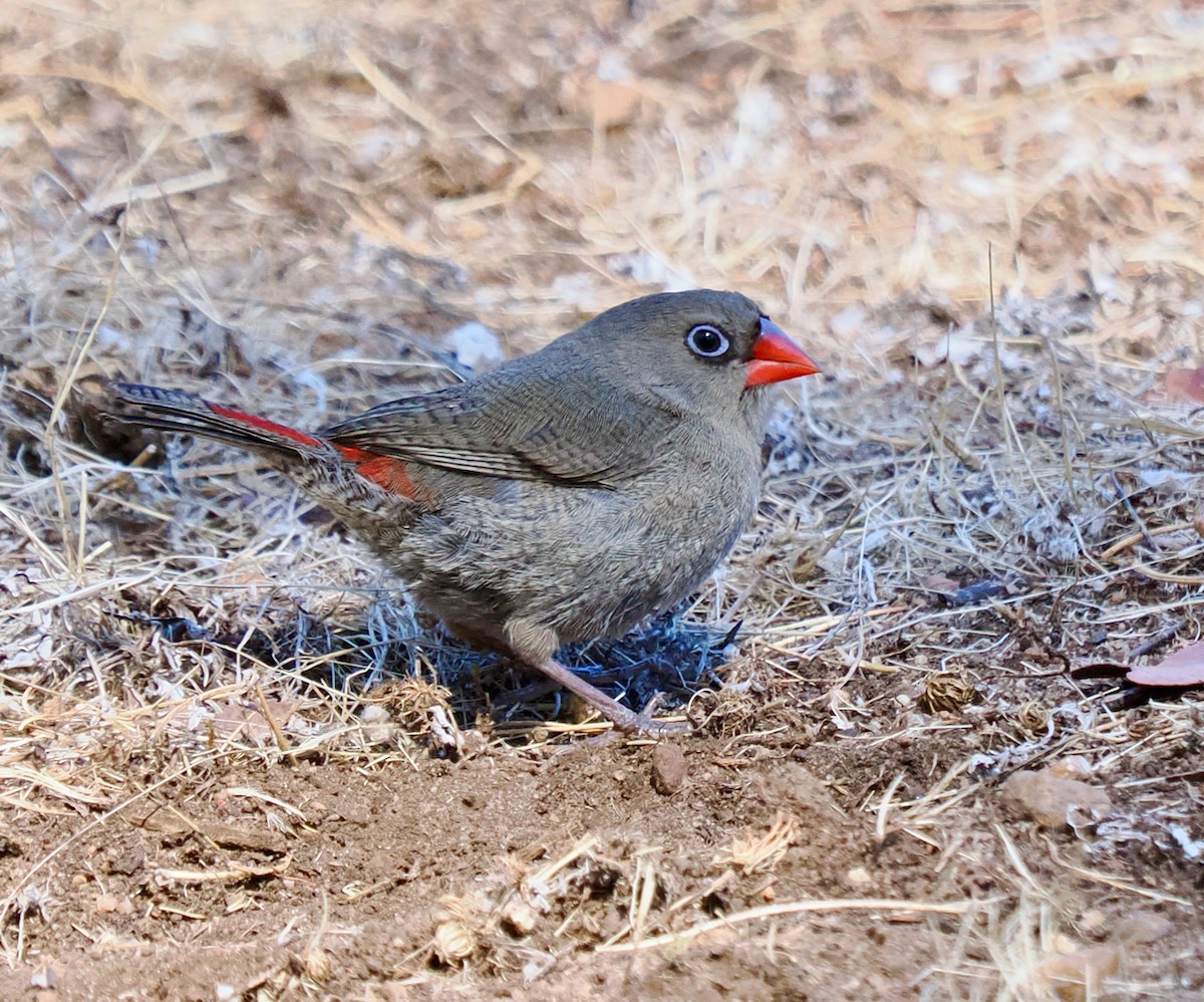 Red-eared Firetail - ML616138577
